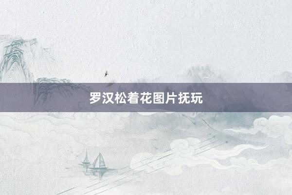 罗汉松着花图片抚玩